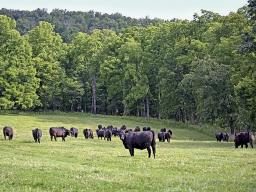 Cleremontâ€™s Angus herd is rotated through multiple grazing units. The cattle are moved every two to three days, the pastures rested for up to 30 days. Water is supplied through several dozen troughs. Gravel and geotextile fabric protect the space around each watering area. (Progressive Farmer photo by Dan Miller)